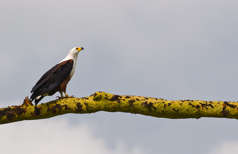 African Fish-Eagle On Branch